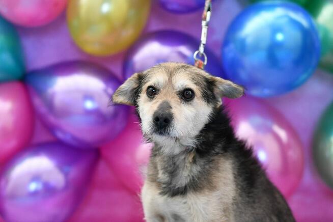 Uroczy Lulek szuka rodzinki do pokochania!