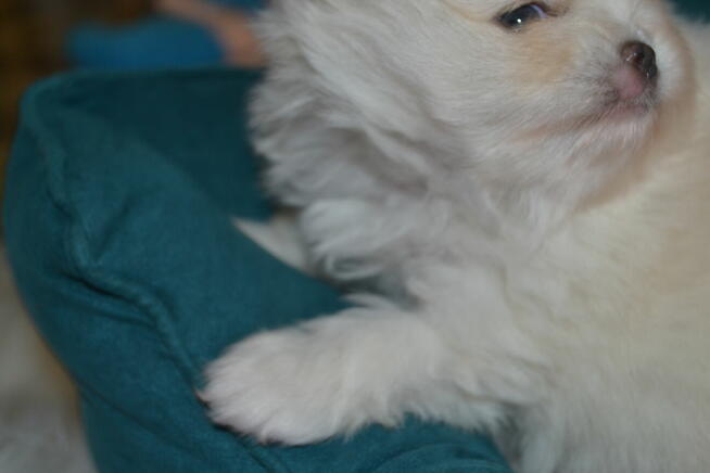 SZPIC MINIATUROWY POMERANIAN PIĘKNE SZCZENIĘTA