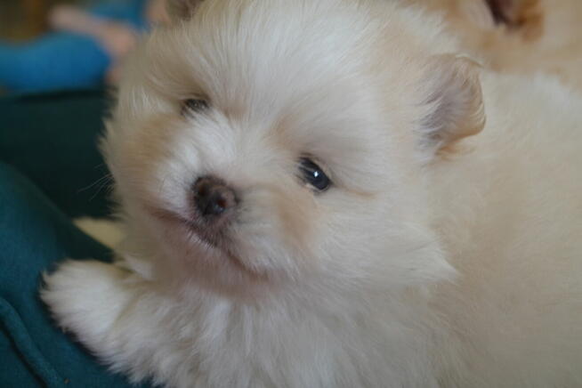 SZPIC MINIATUROWY POMERANIAN PIĘKNE SZCZENIĘTA