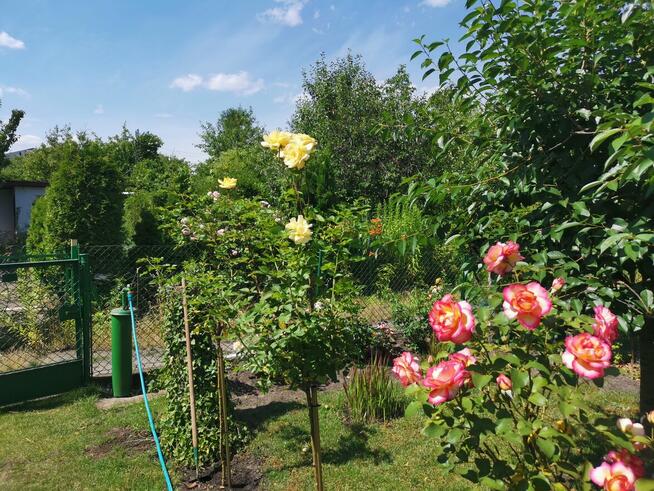 Sprzedam działkę ROD Jedność w Bydgoszczy