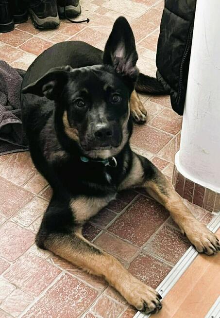 PIXEL _ super psiak szuka najlepszego domu