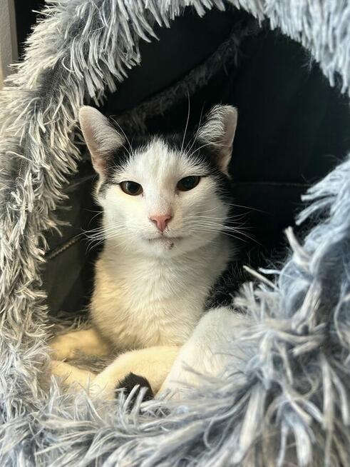 Kotek Felix Grzecznościowo -aktualne