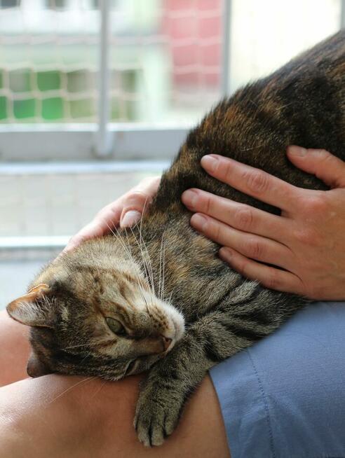 kotka Buba grzecznosciowo -aktualne