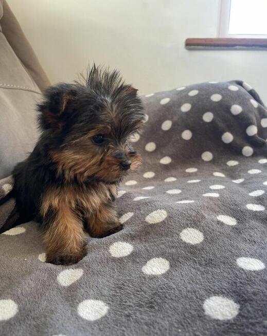 szczenięta rasy yorkshire terrier