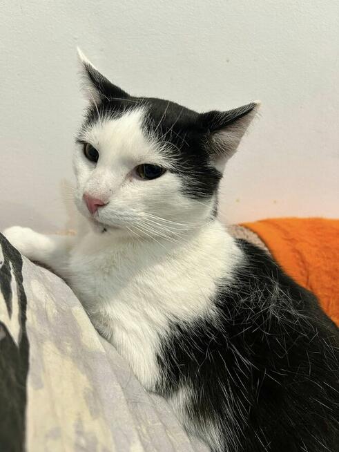 Kotek Felix Grzecznościowo -aktualne