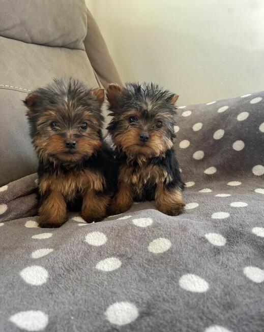 szczenięta rasy yorkshire terrier