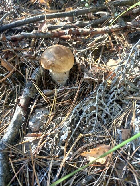 Panią do stałego związku, anie na spotkania raz w tygodniu.