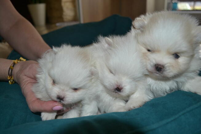 SZPIC MINIATUROWY POMERANIAN PIĘKNE SZCZENIĘTA