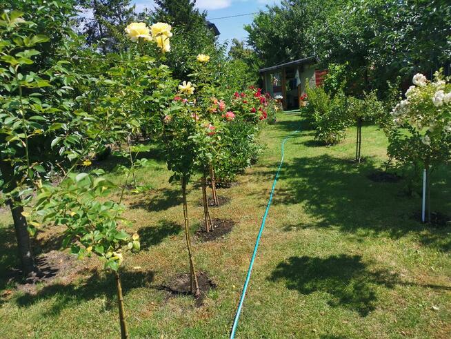 Sprzedam działkę ROD Jedność w Bydgoszczy