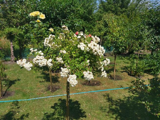 Sprzedam działkę ROD Jedność w Bydgoszczy