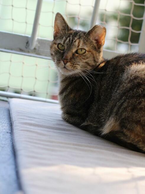 kotka Buba grzecznosciowo -aktualne