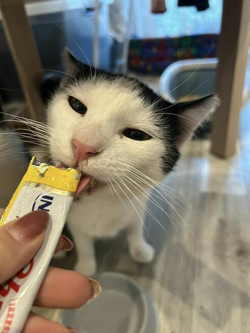 Kotek Felix Grzecznościowo -aktualne