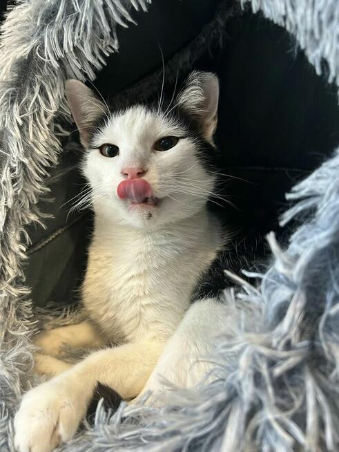 Kotek Felix Grzecznościowo -aktualne