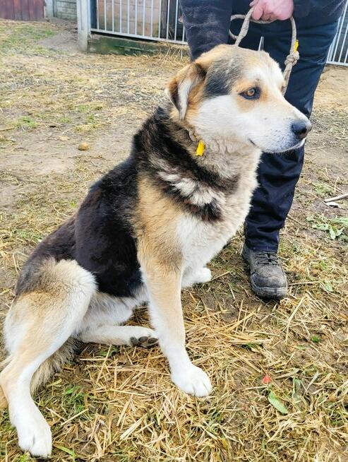 SZOGUN - spokojny, kochany psiak szuka dobrego domu