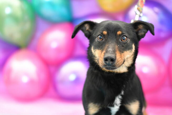 Energiczny Majkel szuka aktywnego domku!