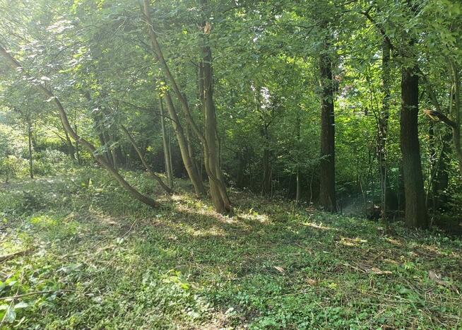 Zaciszna działka z prywatnym lasem i strumykiem: https://you