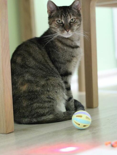 kotka Buba grzecznosciowo -aktualne