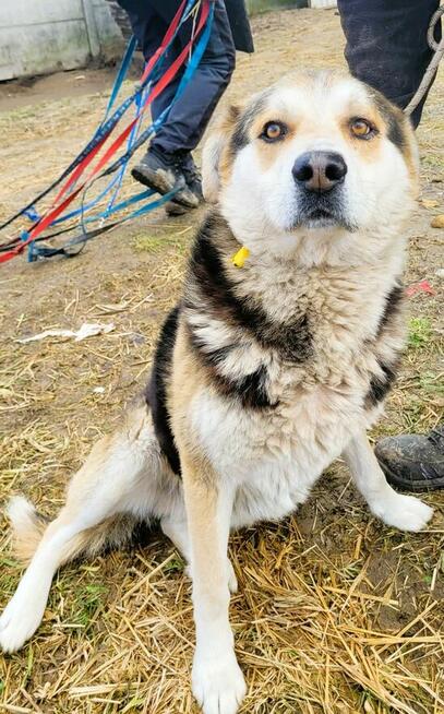 SZOGUN - spokojny, kochany psiak szuka dobrego domu