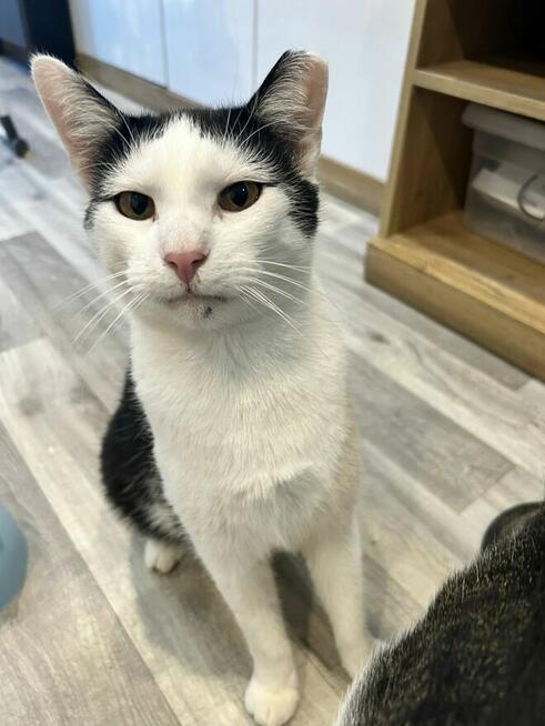 Kotek Felix Grzecznościowo -aktualne