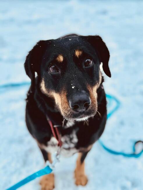 IRIS - suczka z cudnym charakterem