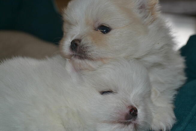 SZPIC MINIATUROWY POMERANIAN PIĘKNE SZCZENIĘTA