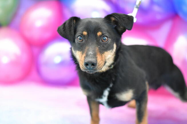 Energiczny Majkel szuka aktywnego domku!