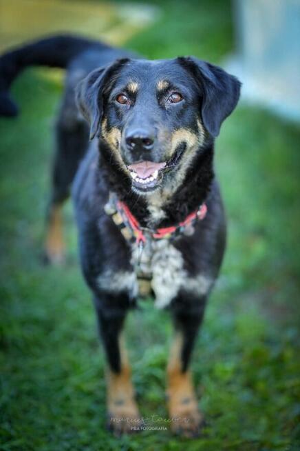 IRIS - suczka z cudnym charakterem