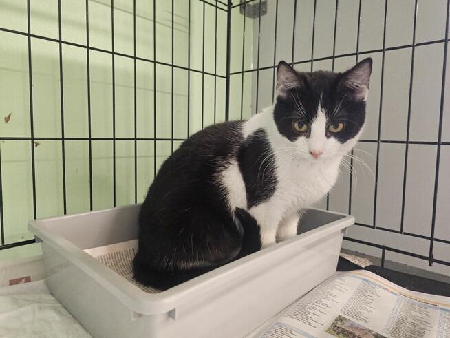 Młody kocurek- pełen pieszczot i mruczenia! B09/091