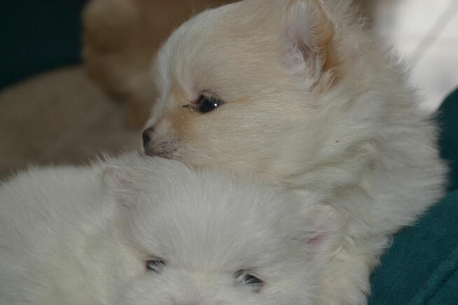 SZPIC MINIATUROWY POMERANIAN PIĘKNE SZCZENIĘTA