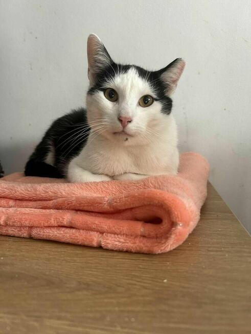 Kotek Felix Grzecznościowo -aktualne