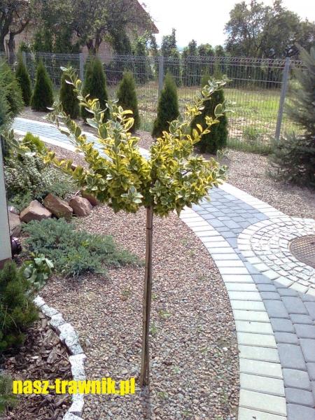 pielęgnacja trawnika. trawnik. trawniki kraków. nawożenie