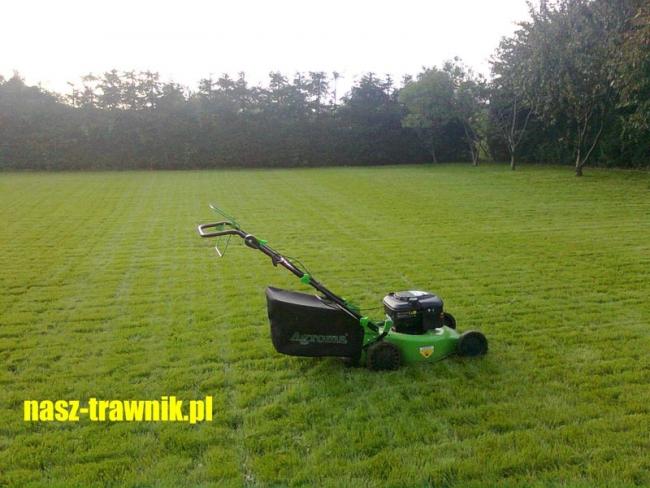 trawniki olkusz. trawnik z rolki. pielęgnacja trawnika