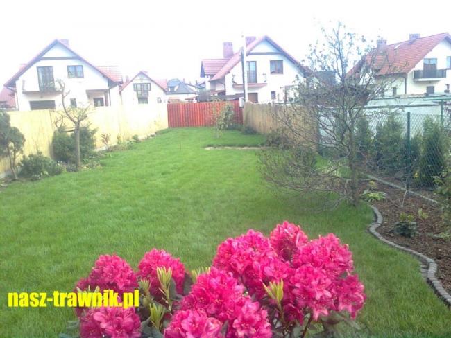 trawniki olkusz. trawnik z rolki. pielęgnacja trawnika