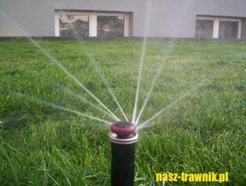 trawniki olkusz. trawnik z rolki. pielęgnacja trawnika