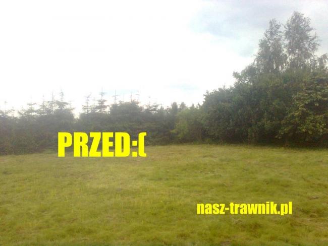 regeneracja trawnika aeracja wertykulacja trawniki