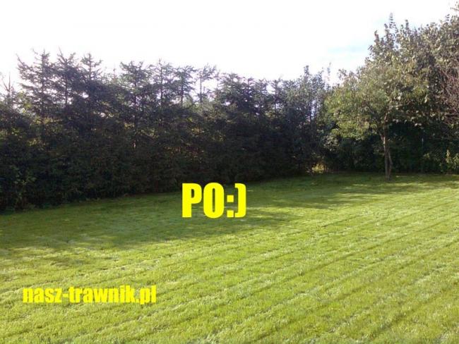 regeneracja trawnika aeracja wertykulacja trawniki