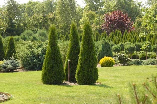 Iglaki drzewa i krzewy ozdobne.Tuja, thuja, świerk, jodła, s