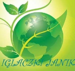 Iglaki drzewa i krzewy ozdobne.Tuja, thuja, świerk, jodła, s