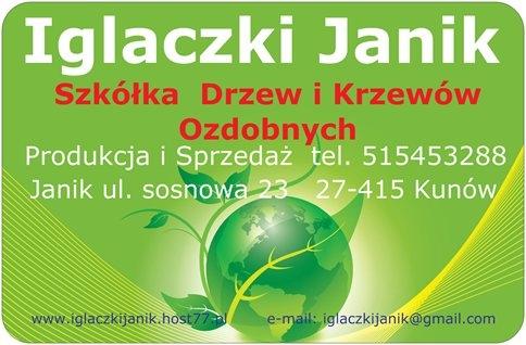 Iglaki drzewa i krzewy ozdobne.Tuja, thuja, świerk, jodła, s