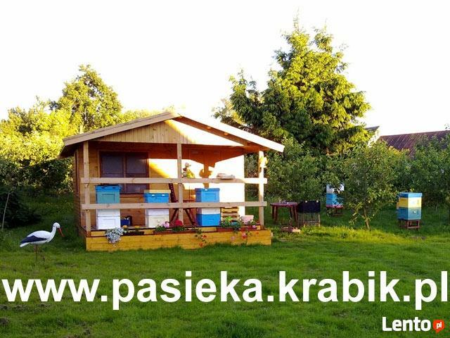 Miód polski z pasieki Maszewo - Krabik