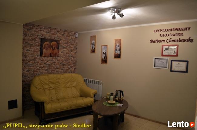 STRZYŻENIE PSÓW GROOMER SIEDLCE Salonik ,, PUPIL ,,