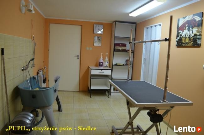 STRZYŻENIE PSÓW GROOMER SIEDLCE Salonik ,, PUPIL ,,