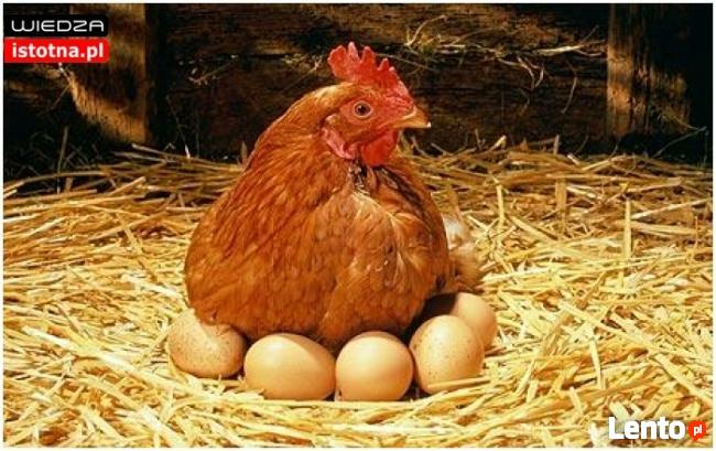 Sprzedam młode kurki nioski (leghorn, lohman,rossa)