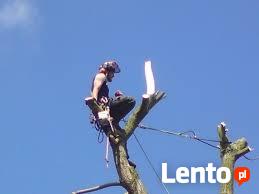 WYCINKA DRZEW