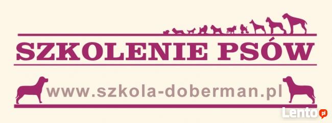 Szkolenie psów w Polkowicach - Doberman - tresura Polkowice