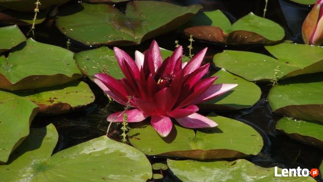 rośliny wodne HYDROFLORA do oczek wodnych