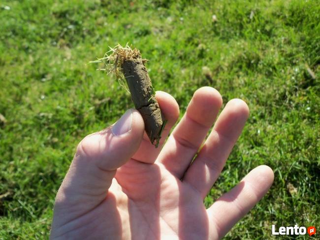 trawniki, ogrody, nawadnianie trawnika, trawa z rolki,