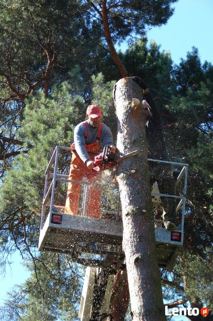 Wytnę Drzewo za DARMO !!!