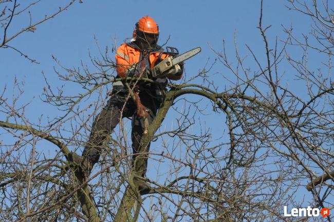 przycinanie tuji sląskie 601-756-149