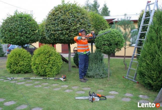 przycinanie tuji sląskie 601-756-149